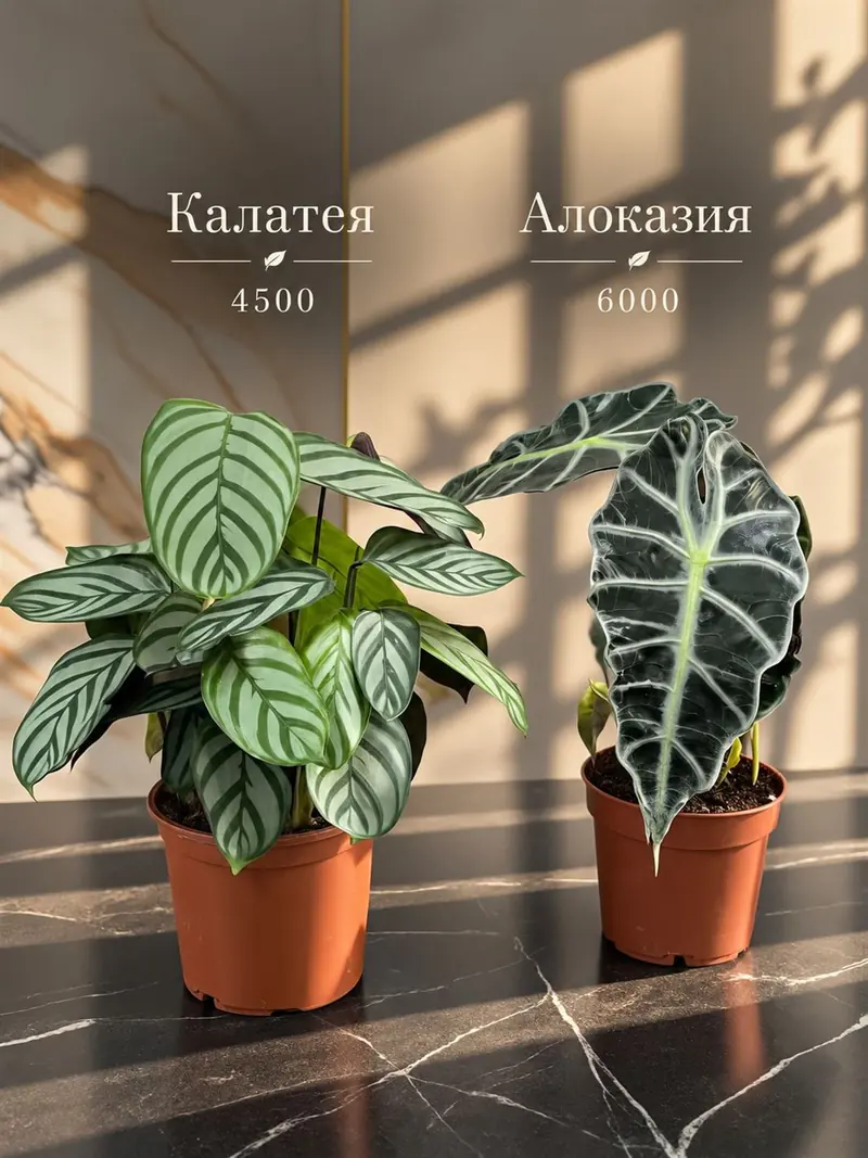 Калатея и алоказия