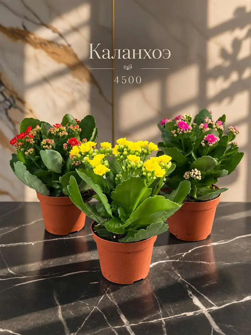 Каланхоэ в горшках на мраморном столе